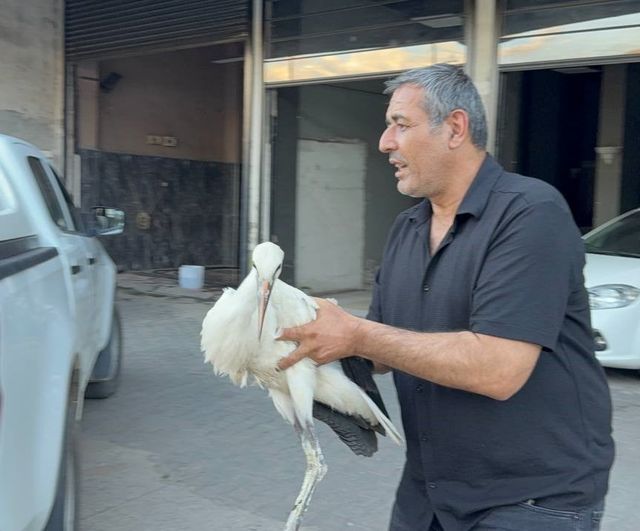 Karabük’te oto yıkamacıya sığınan leylek koruma altına alındı