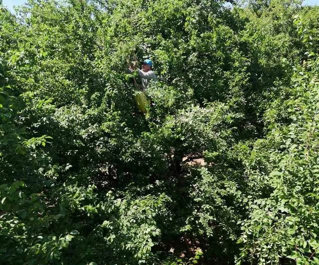 Kartepe'de Eşme eriğinde rekolte arttı, bahçe çıkış fiyatları geriledi