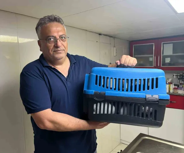 Kedinin karnından 400 gramlık kist çıkarıldı, tedavisi tamamlandı
