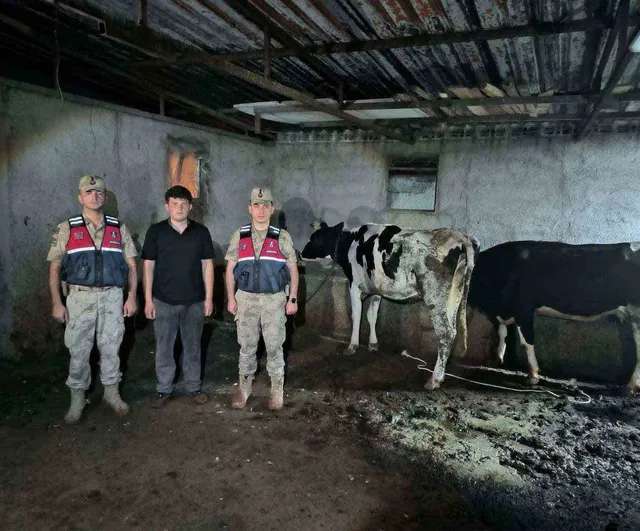 Kilis’te kaybolan 3 büyükbaş hayvan jandarma ekiplerince bulundu