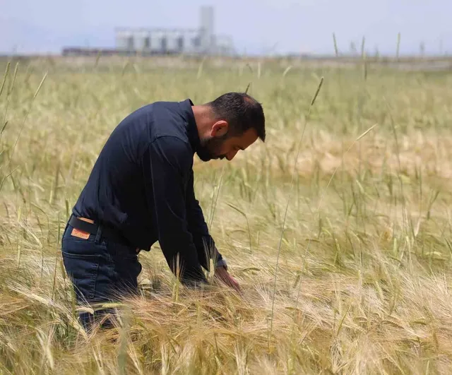 Konya Ovası’nda buğday rekoltesi 2 milyon 200 bin ton, arpa 1 milyon 150 bin ton bekleniyor