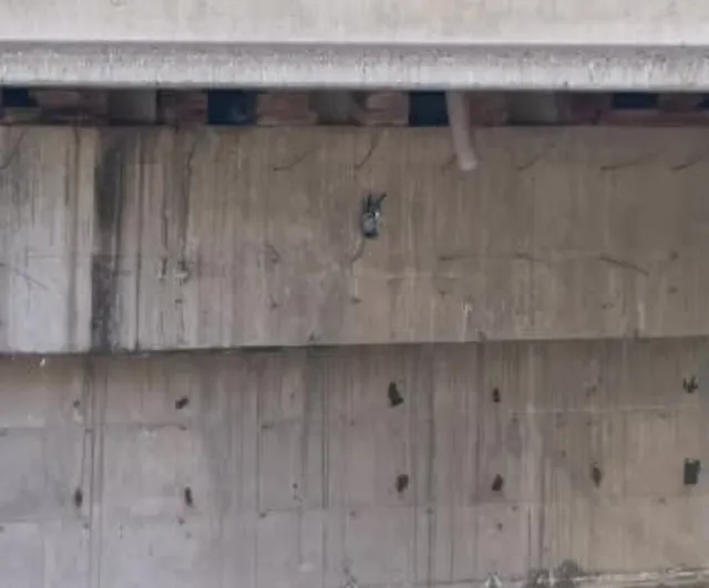 Köprü altında ipe takılan güvercin itfaiye tarafından kurtarıldı