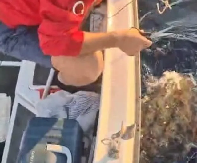 Kuşadası'nda caretta caretta ayağına taş bağlanan hayvan kurtarıldı