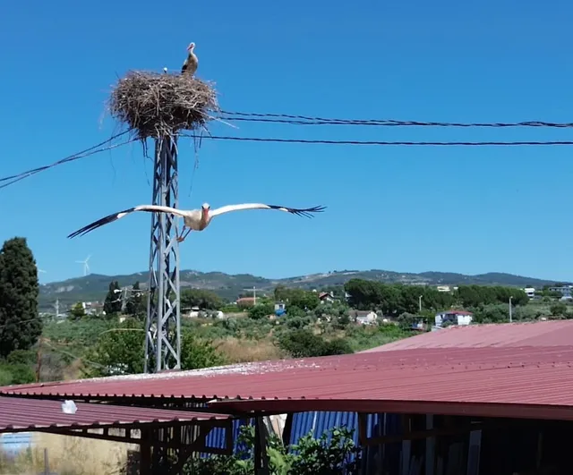 Kuşadası'nda elektrik direğine yuva kuran leylek çifti havadan görüntülendi