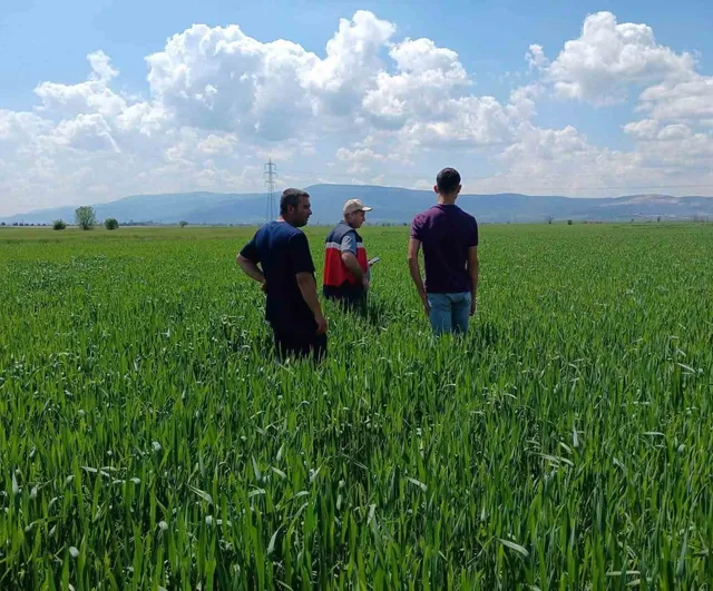 Kütahya'da sertifikalı tohumluk parsellerinde tarla kontrolleri tamamlandı