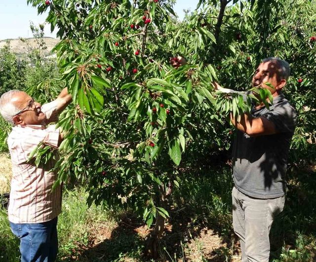Malatya'da dalbastı kirazında hasat başladı, üretici 3 bin TL yevmiyeyle işçi bulamıyor