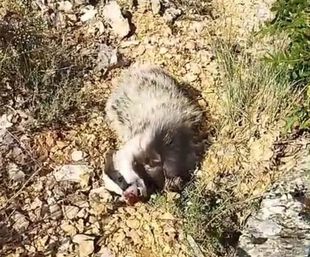 Malatya'da mantar toplayıcısı, saldıran bal porsuğunu tek darbeyle bayılttı