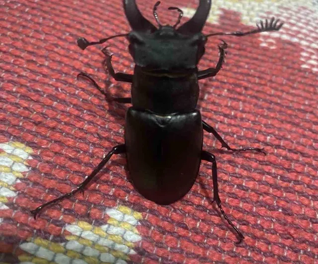 Menteşe’de balkonda koruma altındaki geyik böceği görüntülendi