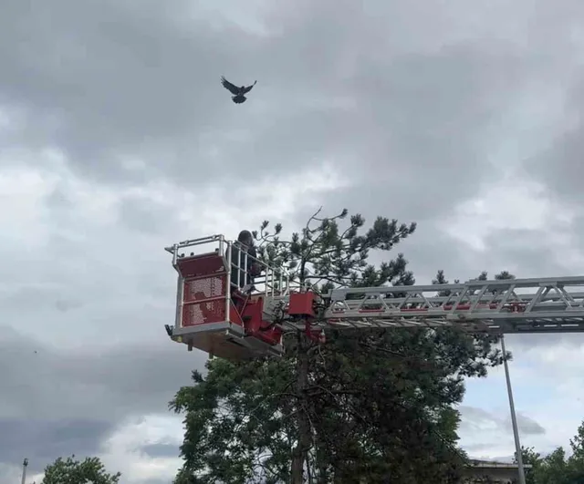 Mudanya'da ağaca takılan karga kurtarılırken diğer kargalar kuşatma yaptı