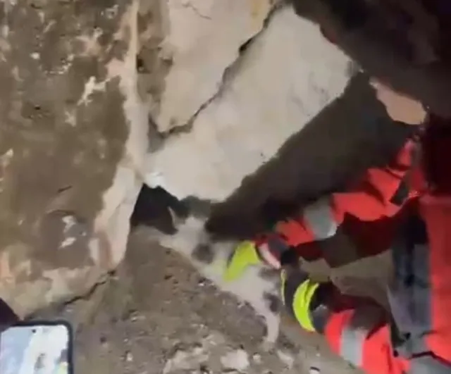 Muğla'da duvara sıkışan kediyi itfaiye ekipleri kurtardı