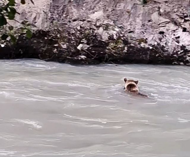 Munzur Nehri'ni geçen ayının mücadele anları kamerada