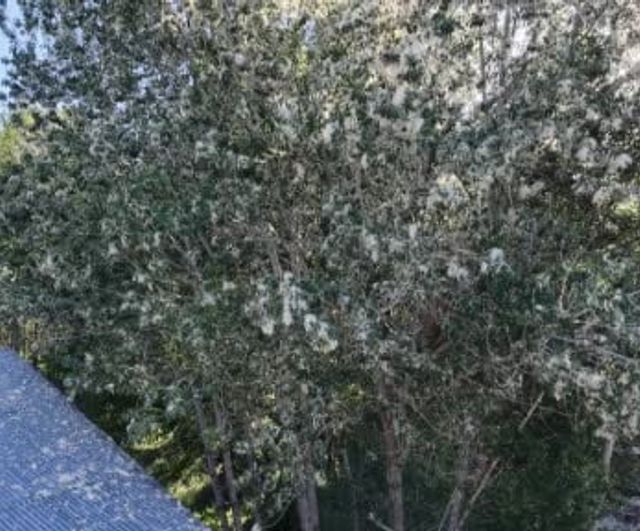 Muş merkezinde kavak polenleri iş yerlerine doluyor, esnaf zor durumda