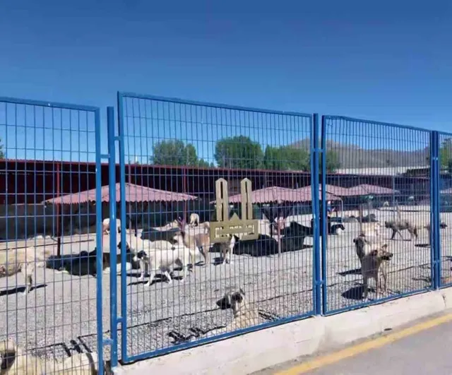 Mustafa Çiftçi'nin Erzurum Modeli: Başıboş Sokak Köpekleri Sıfırlandı, Türkiye'ye Örnek