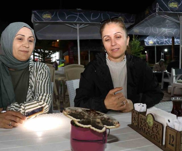 Oltu'da 'baykuş kelebeği' büyük boyutuyla ilgi çekti