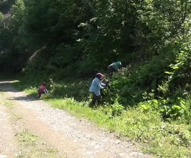 Ormanların gizli hazinesi: kaldirik otu toplama mesaisi başladı