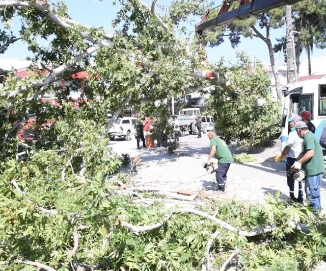 Osmaniye’de çınar ağacı halk otobüsünün üzerine devrildi