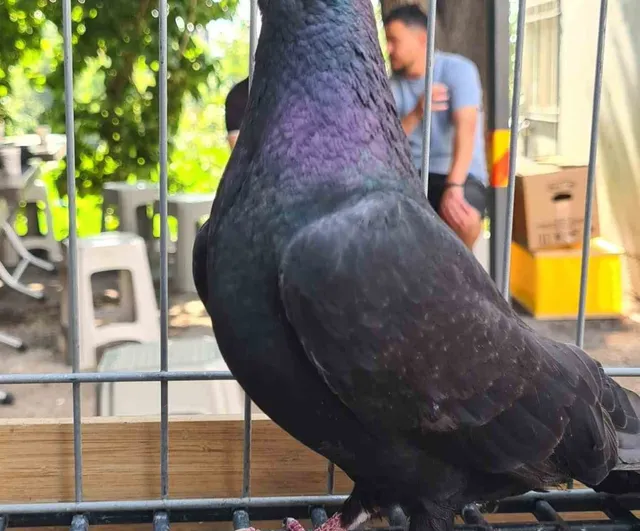Parmak ucunda yürüyen endemik Tokur güvercinleri görücüye çıktı