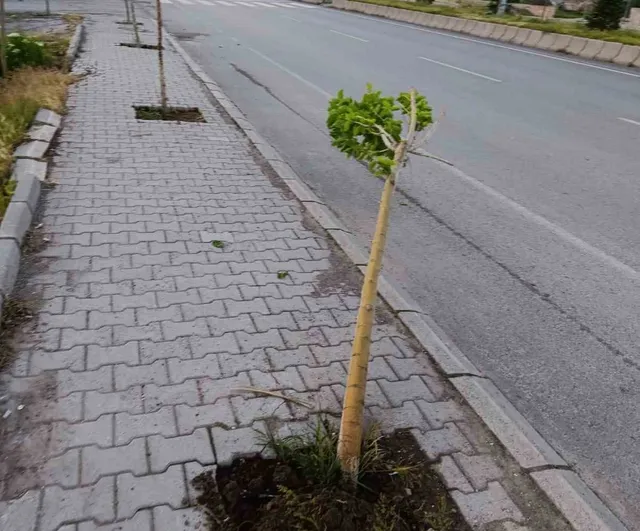 Patnos'ta yeni dikilen 15 ağaca zarar verildi