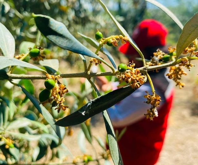 Salihli'de zeytin güvesi uyarısı: üreticilere ilaçlama çağrısı