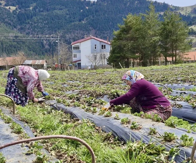Samsun Büyükşehir Belediyesi üç yılda 14 bin 358 üreticiye tarımsal destek sağladı