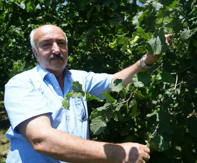 Samsun’un fındık hedefi bu yıl da birincilik