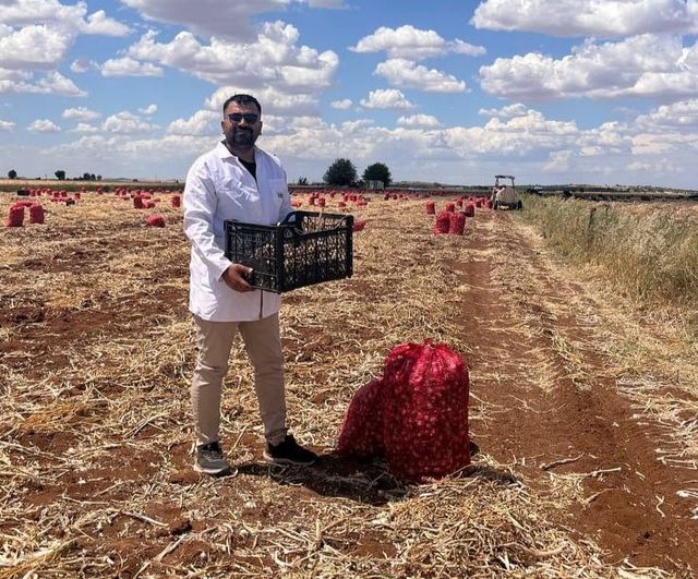 Şanlıurfa'da sarımsak hasadı 30 gündür devam ediyor