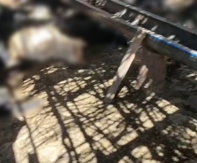 Siirt'in Şirvan ilçesinde başıboş köpeklerin saldırısında 26 keçi telef oldu