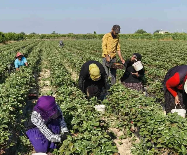 Silifke çileğinde ovadaki son hasatlar tamamlanıyor, üretim yaylalara kayıyor
