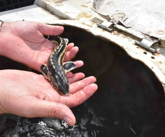Sinop Gerze'de 2 bin 500 mersin balığı yavrusu denize bırakıldı