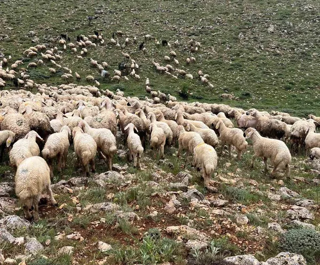 Sivas Gürün'de Yıldırım Düşmesi: Gökçeyazı'nda 5 Koyun Telef Oldu