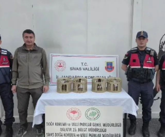 Sivas’ta usulsüz ele geçirilen 4 kınalı keklik doğaya salındı