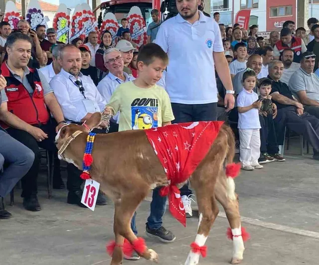 Sultandağı'nda 30 buzağı arasından en güzel buzağı seçildi