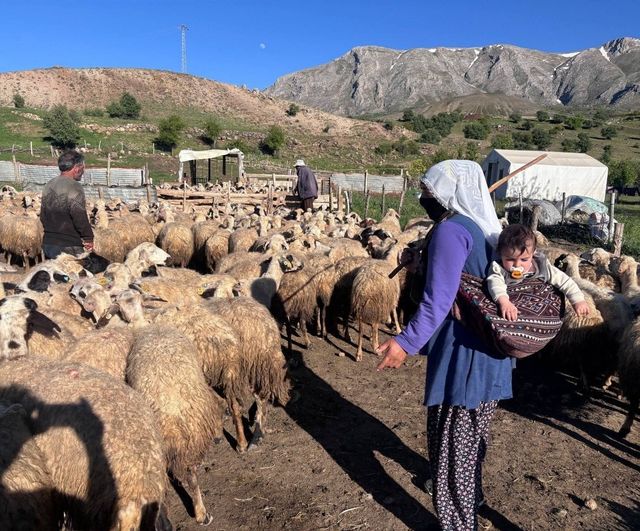 Tarım ve Orman Bakanlığı: Kırsalda Bereket Küçükbaşa sonuçları yakında açıklanacak, dolandırıcılık uyarısı