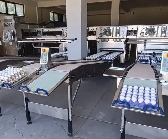 Tavşanlı’da yumurta paketlemede yeni dönem