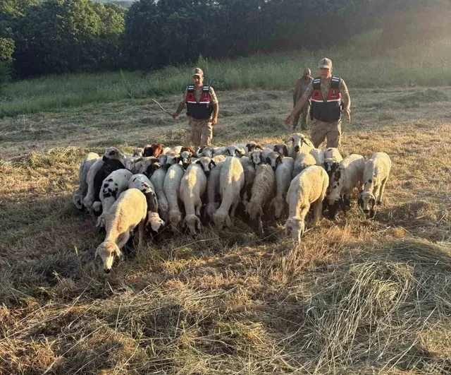 Tunceli’de kayıp küçükbaş hayvanlar dron desteğiyle bulundu