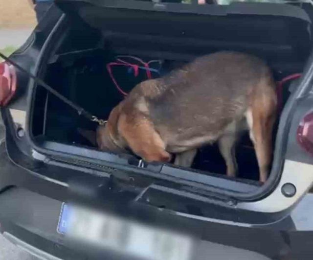 Tunceli'de skunk operasyonu: 2 şüpheli tutuklandı