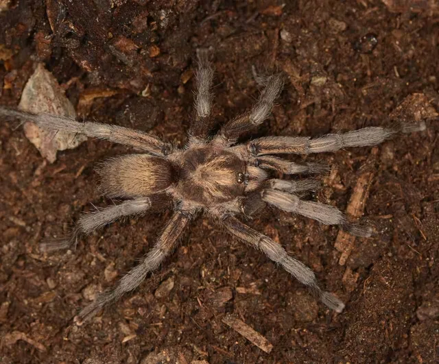 Türkiye faunasına ilk kez Ischnocolus cinsi tarantula kaydedildi