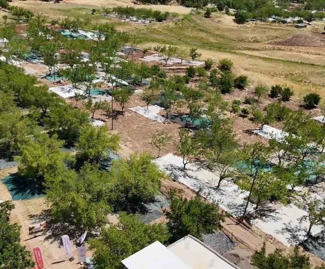Tut'ta coğrafi işaretli dut hasadı başladı