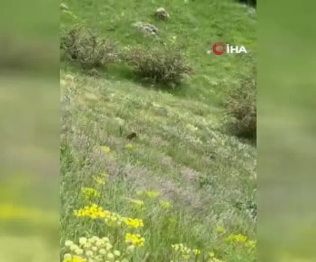 VASKİ ekiplerinin karşısına ayı yavrusu çıktı