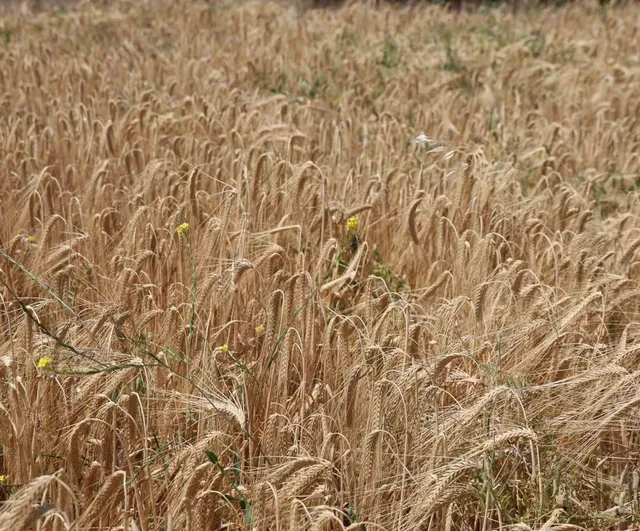 Yağışlar arpayı etkiledi: rekoltede düşüş bekleniyor