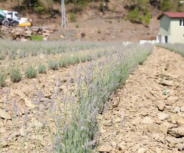Alanya Belediyesi'nin lavanta bahçesinde ilk hasat yapıldı