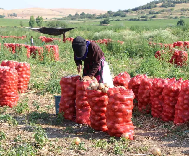 Amasya'da soğan tarlada bir bardak çaydan bile ucuz