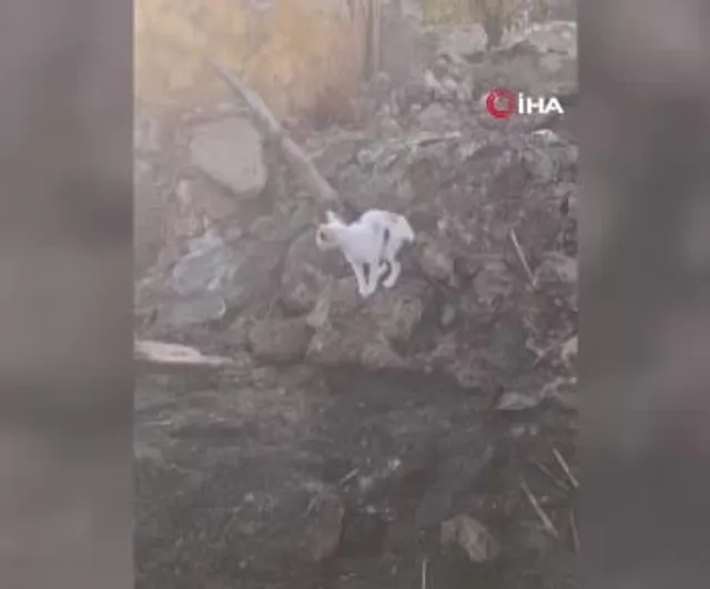 Anne kedi Polatlı'daki yangında telef olan yavrularını aradı