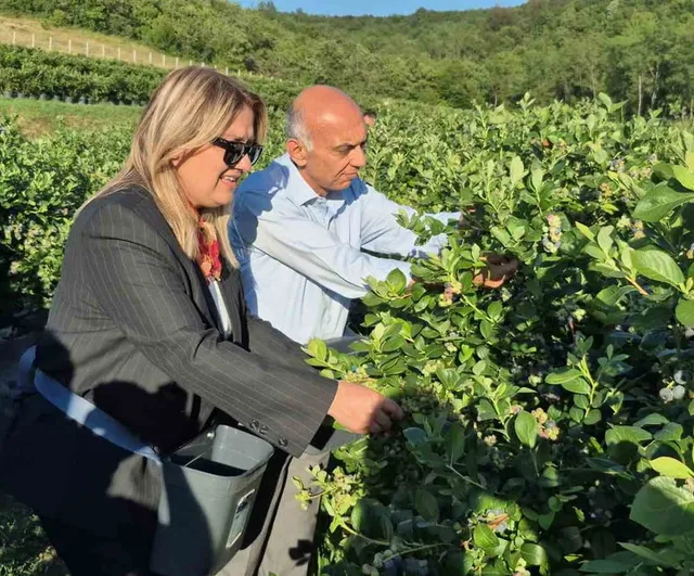 Bartın'da yaban mersini üretiminde yüksek rekolte bekleniyor