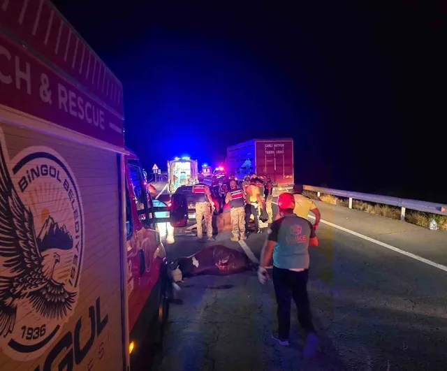 Bingöl’de otomobil ineklere çarptı: 2 kişi yaralandı