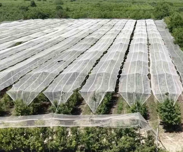 Bursa çiftçisi armut ve şeftalisini doludan fileyle koruyor