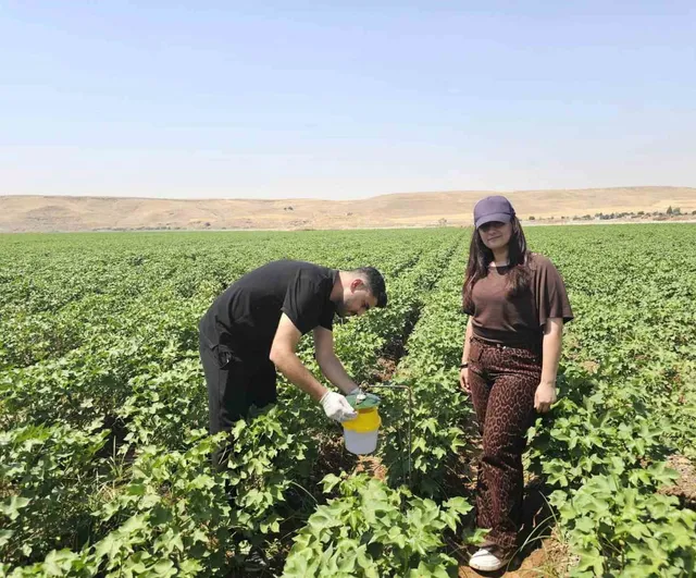 Cizre'de pamuk tarlalarında feromon tuzaklarıyla zararlı izleme