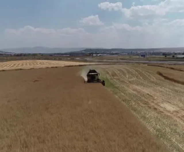 çorum’da kanolada planlı üretimin ilk hasadı yapıldı