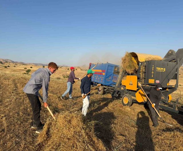 Diyarbakır'da Çüngüş ilçesinde mercimek hasadı tamamlandı