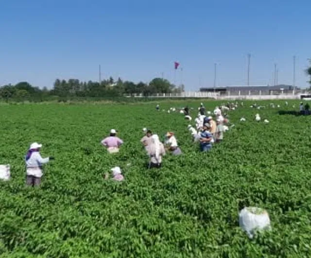 Edirne'de 35 derecede tarlalarda başlayan Karaağaç biberinin yolculuğu